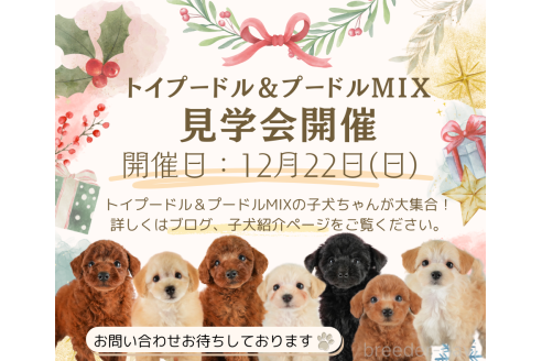 成約済の埼玉県のトイプードル-357059の3枚目